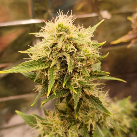 Tangie 1 growlog timeline photo