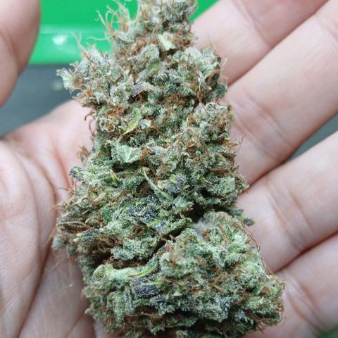Afghan 2 growlog timeline photo