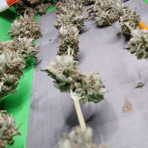 Afghan 2 growlog timeline photo