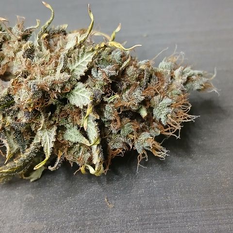 Afghan 2 growlog timeline photo