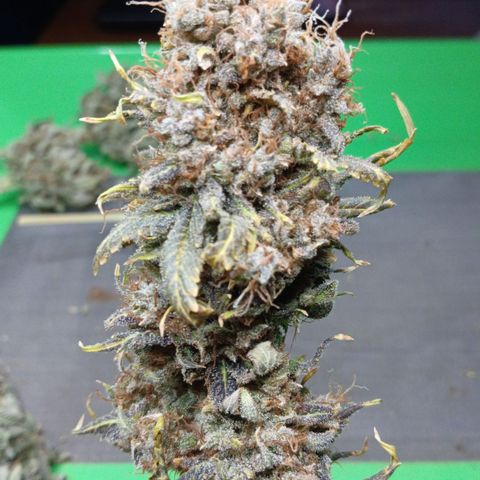 Afghan 2 growlog timeline photo