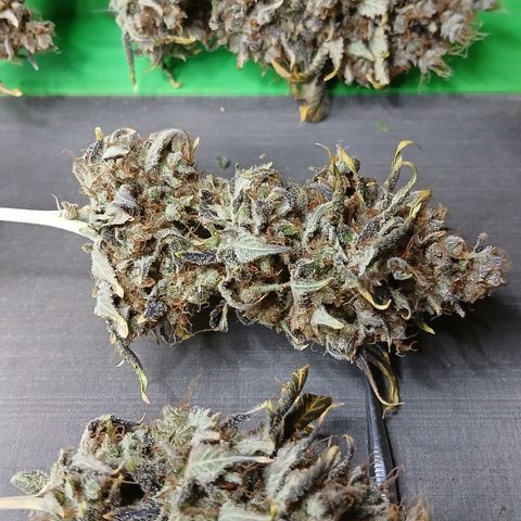 Afghan 2 growlog timeline photo