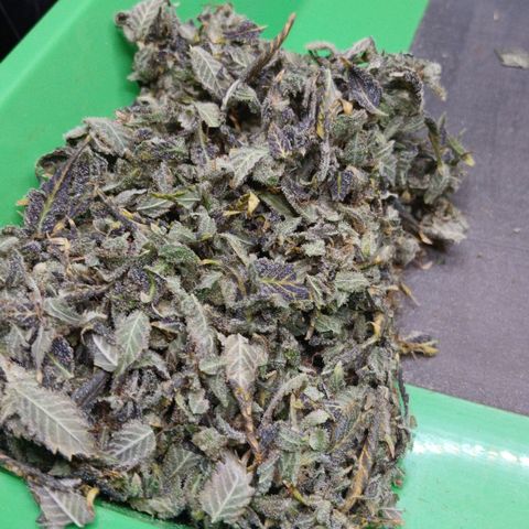 Afghan 2 growlog timeline photo
