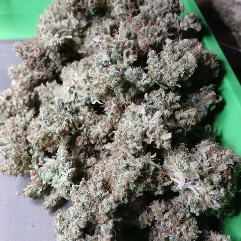 Afghan 2 growlog timeline photo