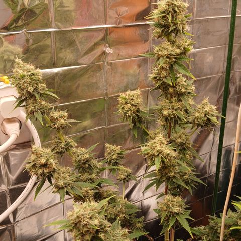 Tangie 1 growlog timeline photo
