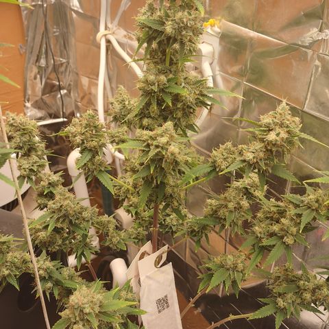 Tangie 1 growlog timeline photo