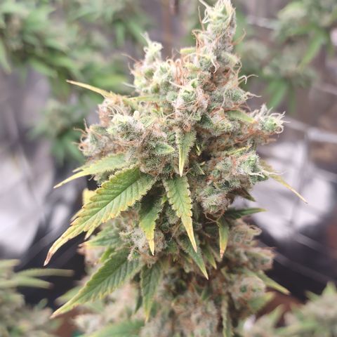 Tangie 1 growlog timeline photo