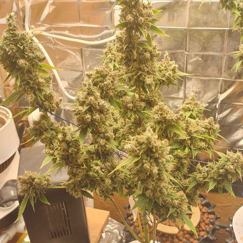 Tangie 1 growlog timeline photo