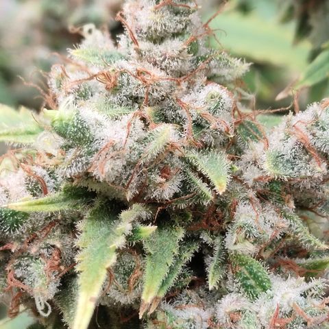 Tangie 1 growlog timeline photo