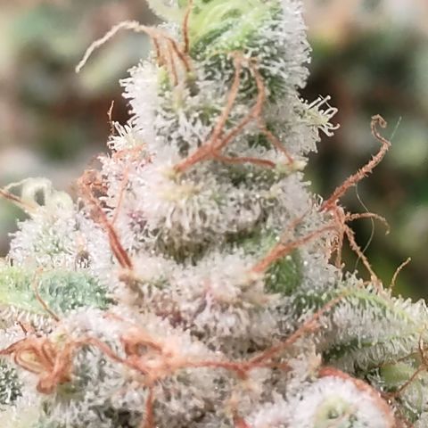 Tangie 1 growlog timeline photo