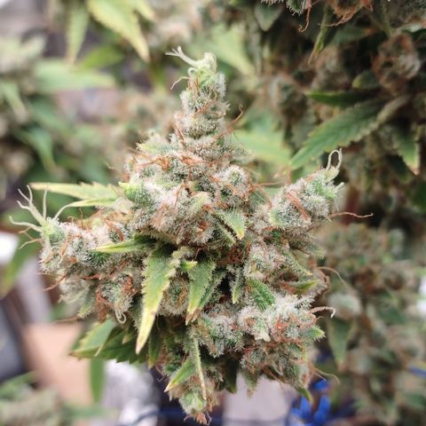 Tangie 1 growlog timeline photo