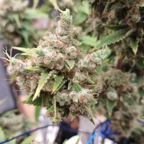 Tangie 1 growlog timeline photo