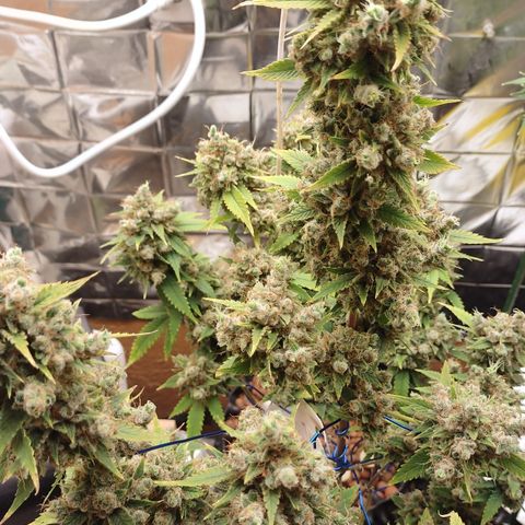 Tangie 1 growlog timeline photo