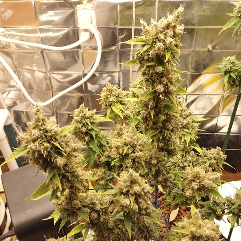 Tangie 1 growlog timeline photo