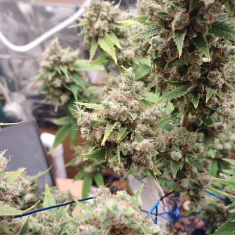 Tangie 1 growlog timeline photo