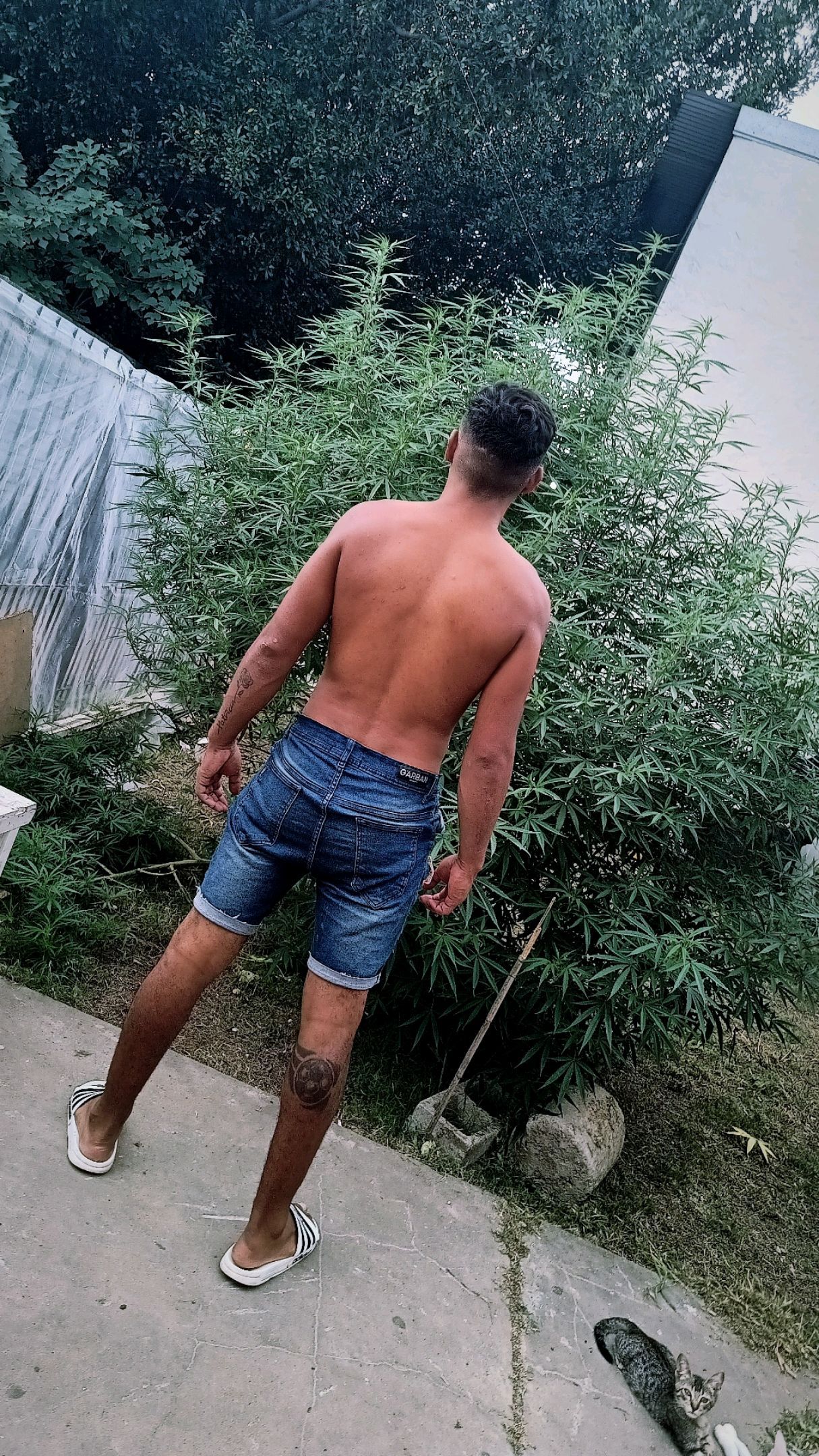 Genética desconocida growlog header