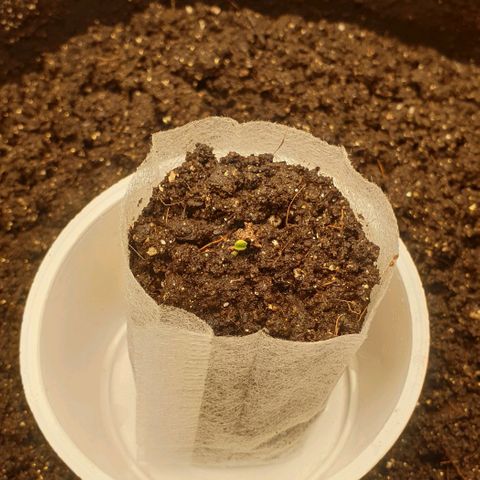 Дунька growlog photo: Дунька без каски, зелёные глазки