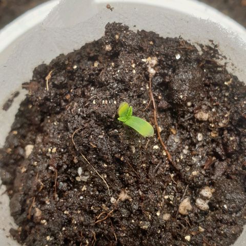 Дунька growlog photo: Поджарились семядоли