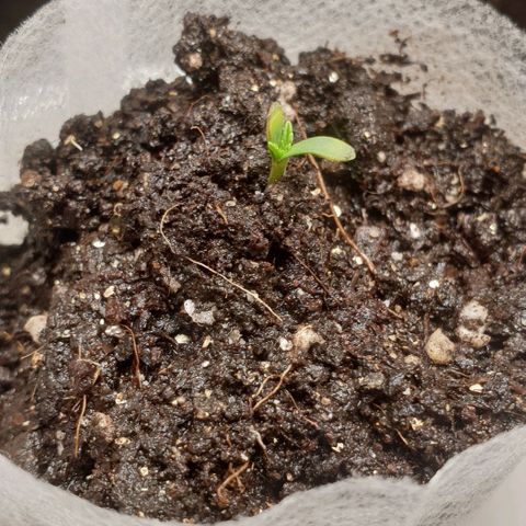 Дунька growlog photo: Поджарились семядоли