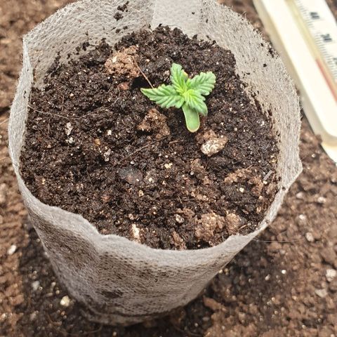 Дунька growlog photo: Начинает оживать 