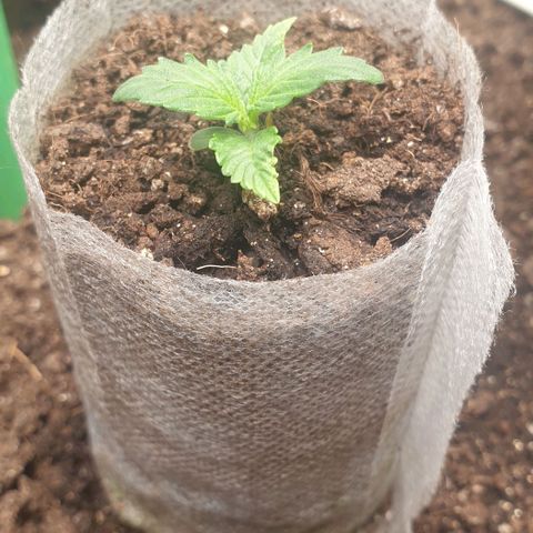 Дунька growlog photo: Растем)