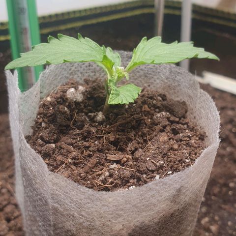 Дунька growlog photo: Появился третий этаж: первый трилистник.