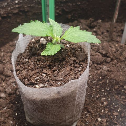 Дунька growlog photo: Появился третий этаж: первый трилистник.