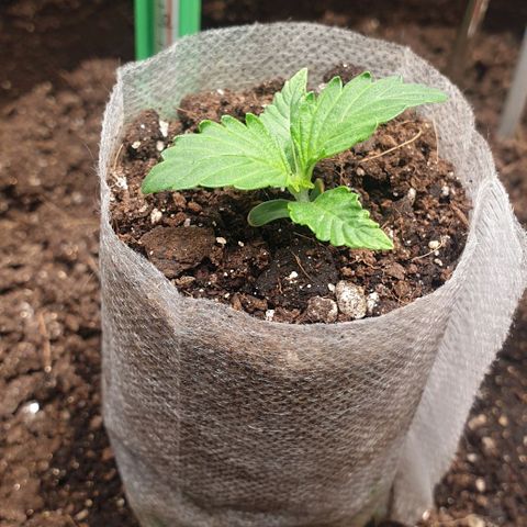 Дунька growlog photo: Крутит лист, выясняю причину - скорее всего свет