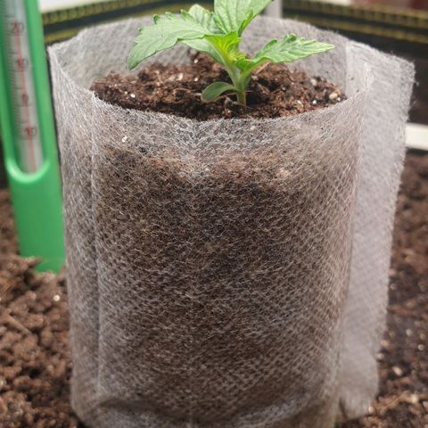 Дунька growlog photo: Крутит лист, выясняю причину - скорее всего свет