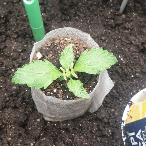 Дунька growlog timeline photo