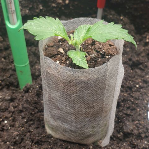 Дунька growlog timeline photo