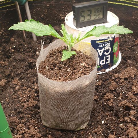 Дунька growlog photo: Голодает, готовимся к пересадке