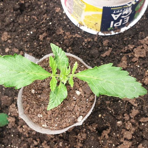 Дунька growlog photo: Голодает, готовимся к пересадке