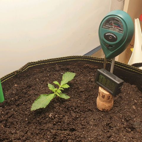 Дунька growlog photo: Расти Дунька большая и вкусная