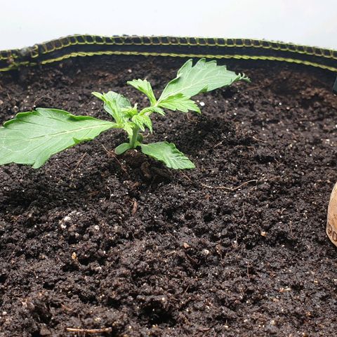 Дунька growlog photo: Расти Дунька большая и вкусная