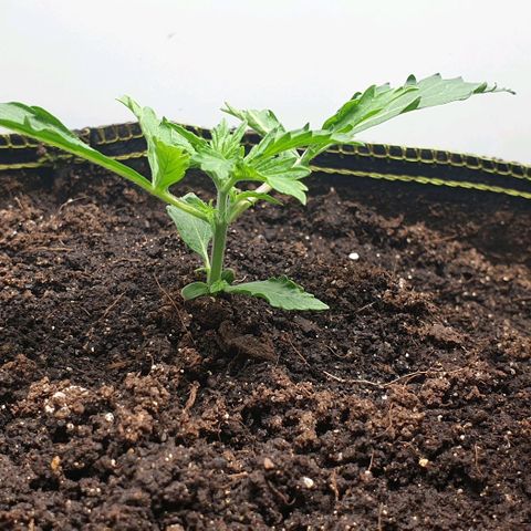 Дунька growlog timeline photo