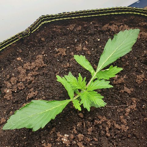 Дунька growlog timeline photo