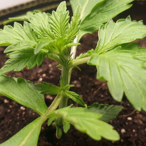 Дунька growlog photo: Дунька или Брюква