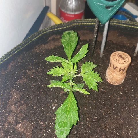 Дунька growlog photo: Дунька или Брюква