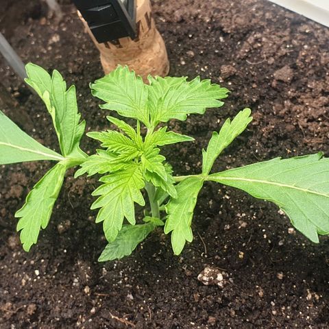 Дунька growlog photo: Дунька или Брюква