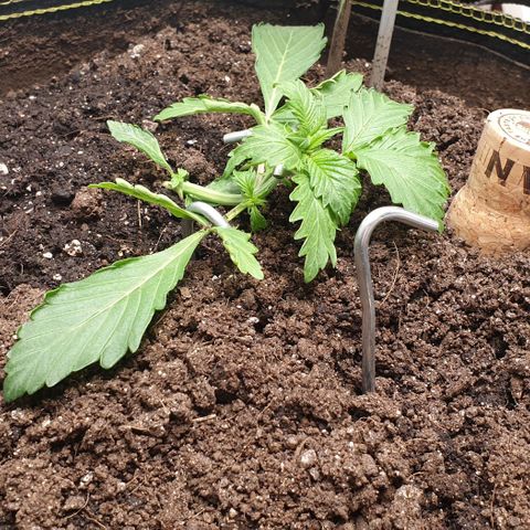 Дунька growlog photo: Чистой водой опрыскал