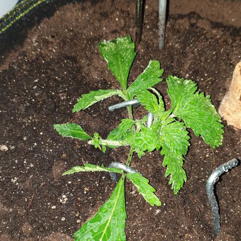 Дунька growlog photo: Чистой водой опрыскал