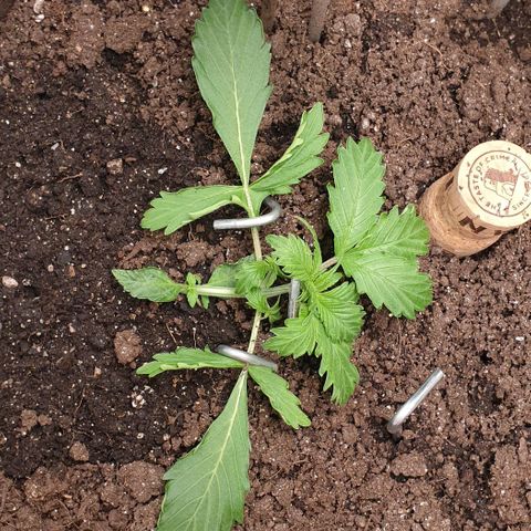 Дунька growlog photo: Чистой водой опрыскал