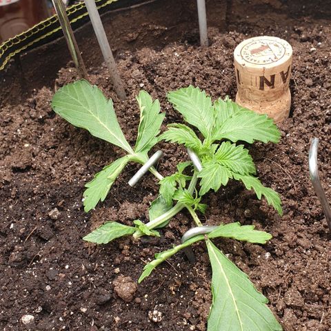 Дунька growlog photo: Чистой водой опрыскал