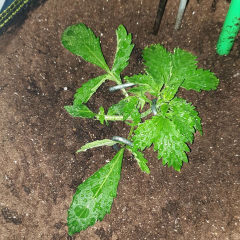 Дунька growlog photo: Спать с BONA FORTE тоник