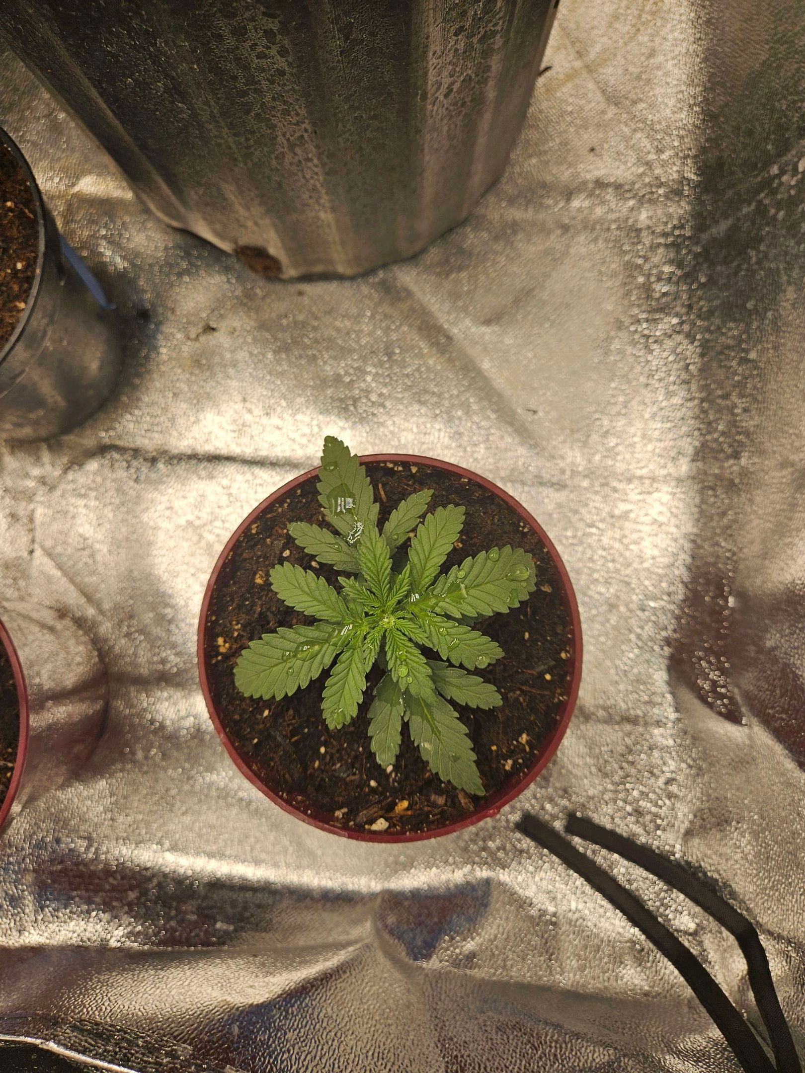Blackberry moon rocks  growlog header