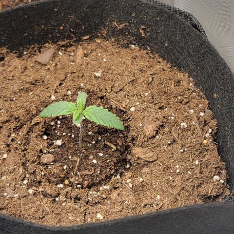 Shango church growlog timeline photo