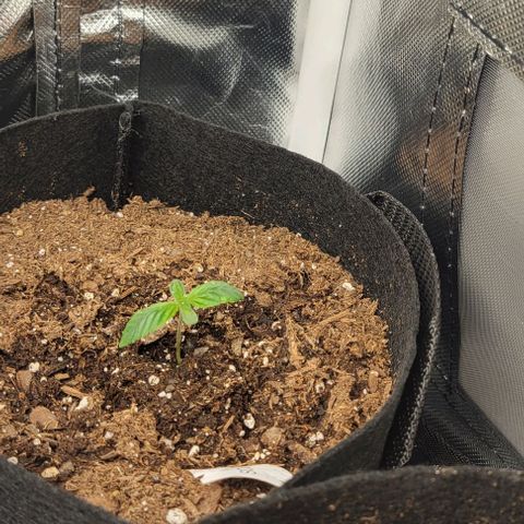 Shango church growlog timeline photo