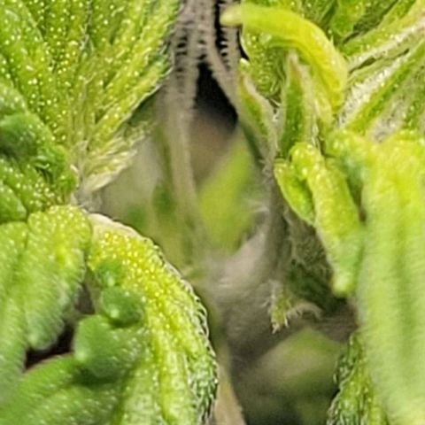 Chocolate mints og auto growlog timeline photo