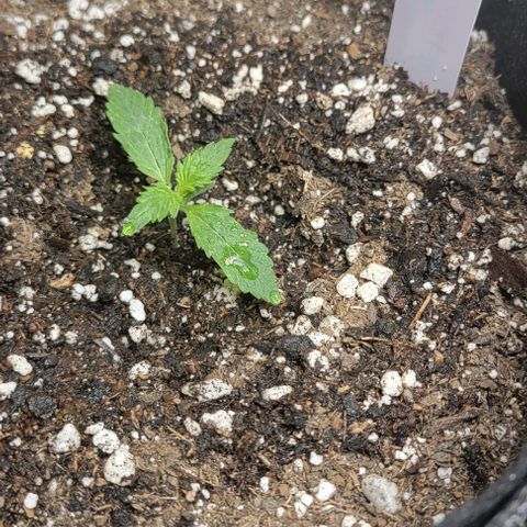 Chocolate mints og auto growlog photo: Seedlings to veg
